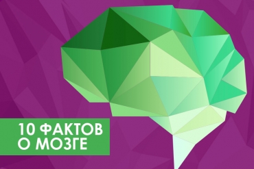 10 фактов о мозге, которые помогут вам быть эффективнее